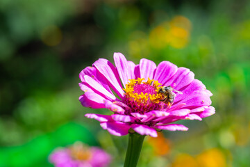 Obraz premium on the red flower of gerbera and wasp. High quality photo