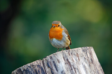Eurasian robin perched on a log in a woodland location
