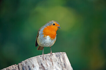 Eurasian robin perched on a log in a woodland location