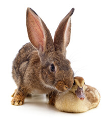 Obraz premium Rabbit and duckling.