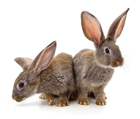 Two beautiful rabbits.