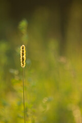 Blade of grass in the rays of the setting sun