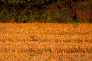 Roe deer resting in the field during sunset