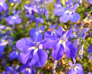 Fototapeta na wymiar Art purple flower
