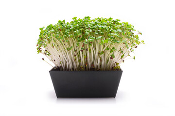 Flowerpot of sprouted seeds on white background