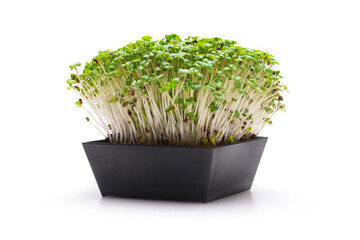 Flowerpot of sprouted seeds on white background