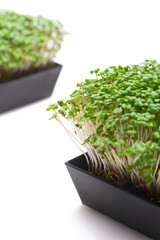 Homemade sprouted seeds on white background