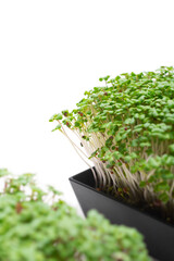 Homemade sprouted seeds on white background