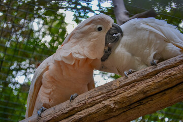 Cockatoo - large and medium-sized parrot with a strongly curved beak