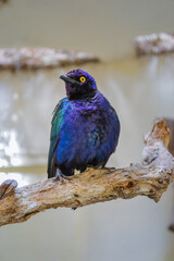 The Cape starling, red-shouldered glossy-starling or Cape glossy starling