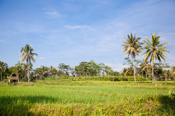 Beautiful landscape on Bali island, Indonesia. Coconut palms and rice fields.