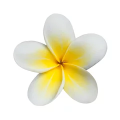 Poster De witte bloem van frangipaniplumeria die op witte achtergrond wordt geïsoleerd © artmim
