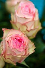 Beautiful pink and white rose flower bloom in the garden