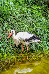 The white stork is a large bird in the stork family