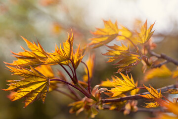 Naklejka na ściany i meble Orange maple leaves in autumn background
