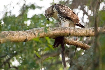 red tailed hawk looking at its prey in tree