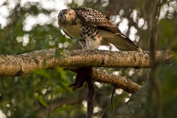 Red tailed hawk with squirrel in tree