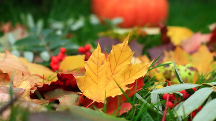 Liść. Piękne jesienne liście na trawie. W tle pomarańczowa dynia. Beautiful autumn leaves on the grass. Orange pumpkin in the background. © jarizPJ