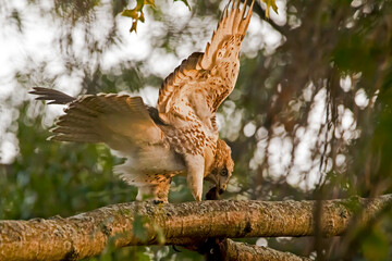 Back of red tailed hawk with wings out