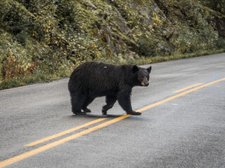 bear on the road