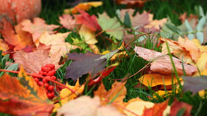 Piękne jesienne liście na trawie. Beautiful autumn leaves on the grass.