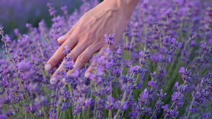 woman hand floats on a purple flowering lavender bush in the summer - Powered by Adobe