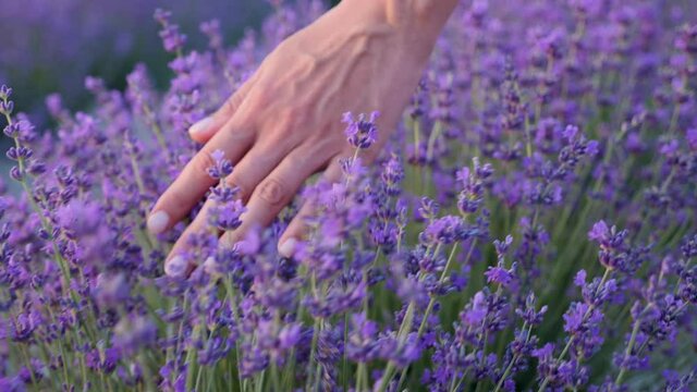 woman hand floats on a purple flowering lavender bush in the summer