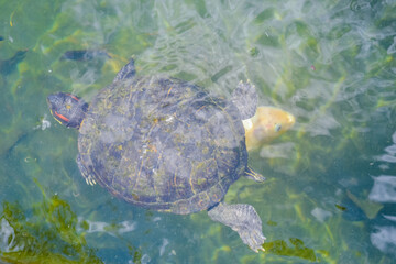 Common freshwater turtle in natural habitat