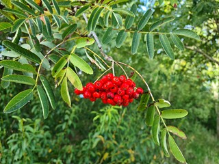 Bright red small rowan berries flaunt on the branches in early autumn