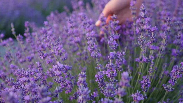 woman hand floats on a purple flowering lavender bush in the summer