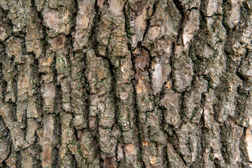 Fragment of a tree trunk. Close-up, dry bark texture of old maple.