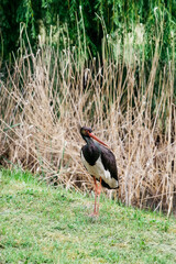 Black stork standing by the pond