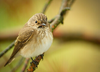 bird on tree branch