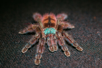 caribena versicolor adult