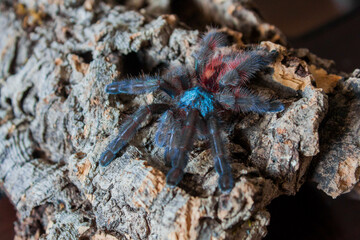 caribena versicolor adult on a cork