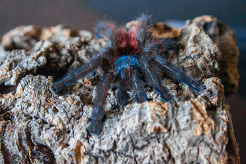 caribena versicolor adult on a cork