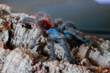 caribena versicolor adult on a cork