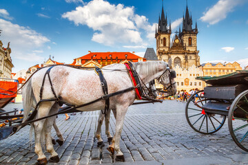 Fototapeta na wymiar Beautiful team of white horses with carriage at market square in Prague at background of cathedral. Classical iconic view of Prague, Czech Republic, Europe.