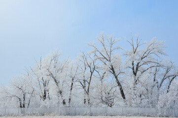 Hoar frost clings to large trees in city park on crisp cold winter day in Alberta Canada