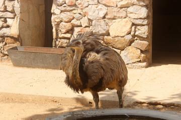 Ostrich in zoo. Travel photo zoo. Wild animals.