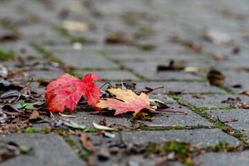 red and yellow leaf on asphalt in autumn 