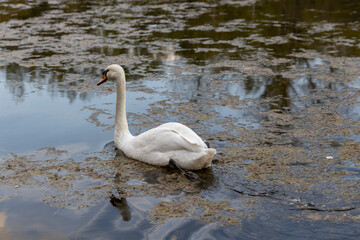 Fototapeta premium White swan on the pond.