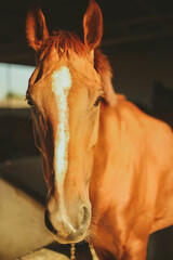 close up of a horse