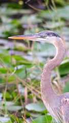 Heron Hunting I