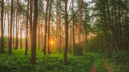 Road, Path, Walkway Through Sunny Forest. Sunset Sunrise In Summer Coniferous Forest Trees. Pine Trunks Woods In Peaceful Landscape