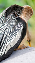Anhinga Back Feathers