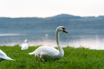 Ein Schwan auf einer grünen Wiese am Berzdorfer See bei Görlitz in Sachsen.