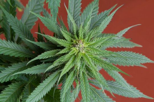 Planta de marihuana, cannabis