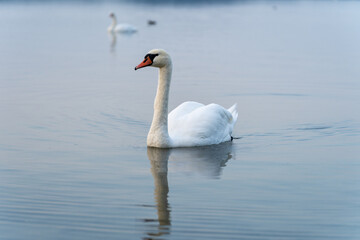 Ein Schwan auf einer grünen Wiese am Berzdorfer See bei Görlitz in Sachsen.