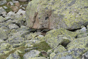 marmot in a mountain and rock